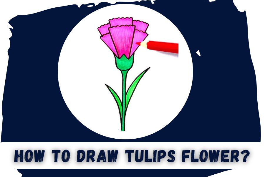 How to Draw Tulip Flower