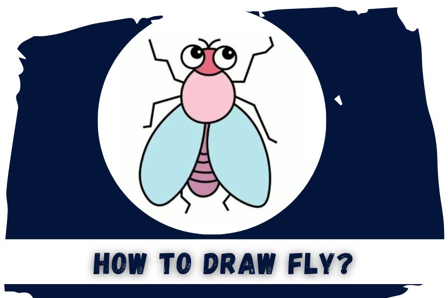 how to draw fly