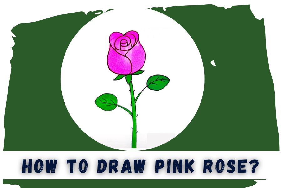 how to draw pink rose