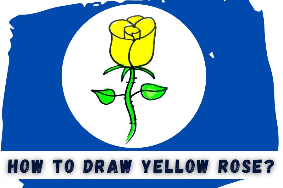 how to draw yellow rose